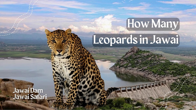 how-many-leopards-in-jawai