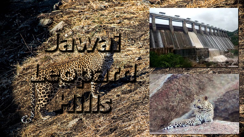 jawai-leopard-hills