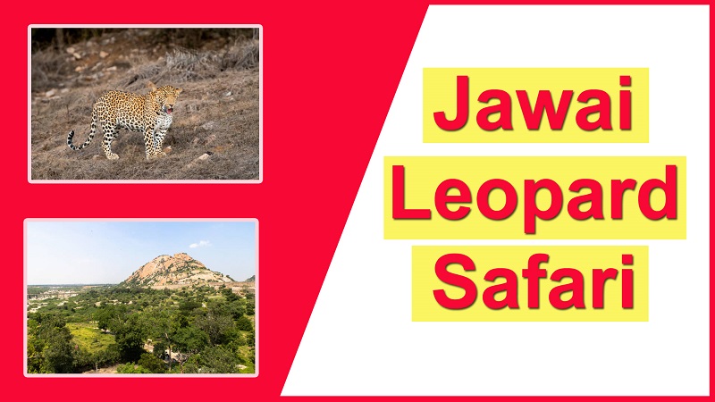 jawai-leopard-safari