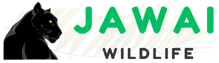 jawai-wildlife-header-logo-2